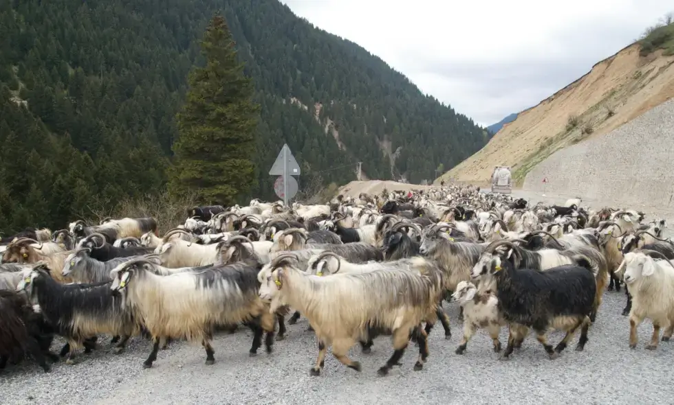 Izgradnja autoputa Sibiu-Făgăraș započinje.